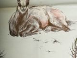 a drawing of an antelope laying on the ground
