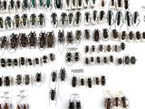 a lot of bugs that are on display on the wall