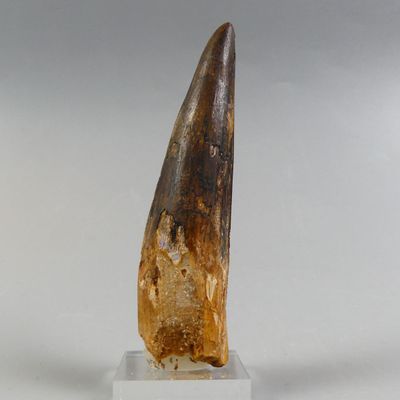 Fossiles de collection. Grande dent de Spinosaure avec sa ra… - Photo 1