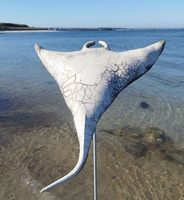 une raie manta blanche qui se tient immobile dans l'eau