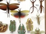 many different types of insects displayed in a wooden frame