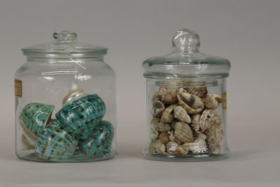 two glass jars with shells inside of them on a table