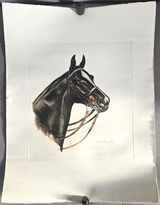 une photo d'un cheval avec une bride sur la tête