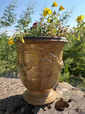 une plante posée sur un rocher