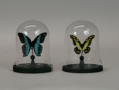 two glass cloches with a butterfly inside of them