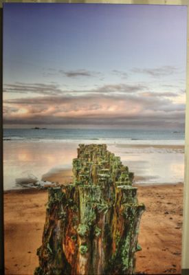 une photo d'une photo d'une souche d'arbre sur la plage