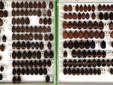 two pictures of a display of different types of insects