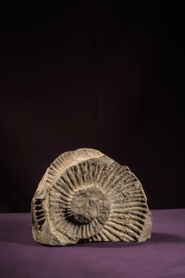 un fossile d'ammonite sur une surface violette