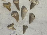 beaucoup de dents de requin posées sur une table