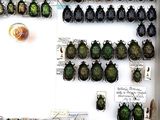 a lot of beetles that are on display in a box