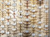 a picture of a wall with a lot of moths on it