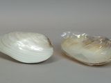 a shell and a clam on the table