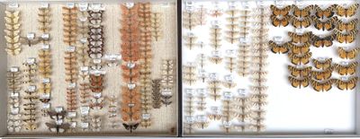 a lot of different kinds of moths on display in a window