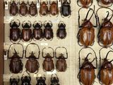 a lot of beetles that are on display in a display case