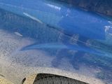 a cat that is sitting on the ground next to a blue car
