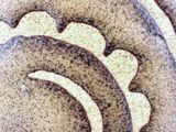 Photo 4/6 du lot