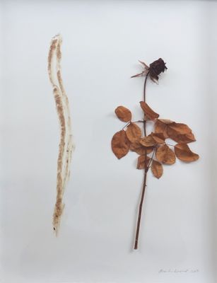 une image représentant une photo d'une plante séchée et d'une fleur séchée