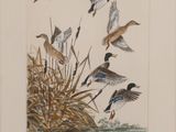 a lot of birds that are flying in the air