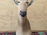 a deer head on a rug with a wooden wall in the background