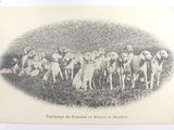 beaucoup de chiens qui se tiennent tous ensemble dans l'herbe