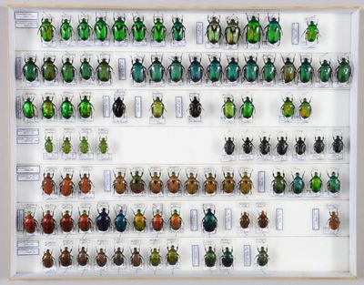 de nombreux coléoptères exposés dans une vitrine