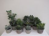 de nombreuses variétés de plantes succulentes dans de petits pots, disposées sur une table