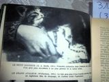 un vieux livre sur lequel figure l'image d'un chat
