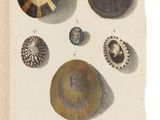 un vieux livre sur lequel sont posés tout un tas de coquillages différents