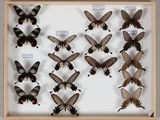 de nombreux papillons disposés dans un cadre en bois