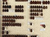 a lot of pine cones on display on the wall