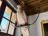 a bird that is hanging from a chandelier in a room