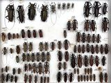 a lot of bugs that are on display in a white frame