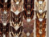 many different types of butterflies displayed in a display case