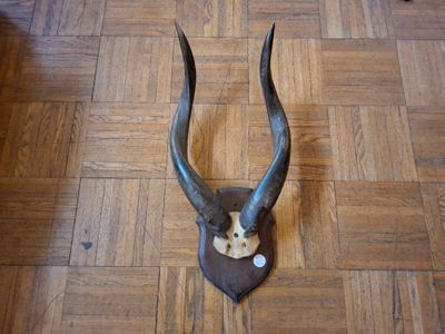 an antelope head on the floor of a house