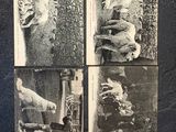 several old black and white photos of a cat and a dog