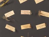 several different types of flies and labels on a black surface
