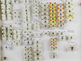 many different types of butterflies displayed in a display case