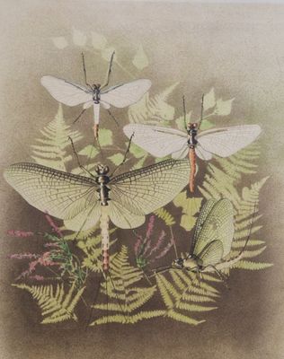 two dragonflies and fern leaves on a brown background
