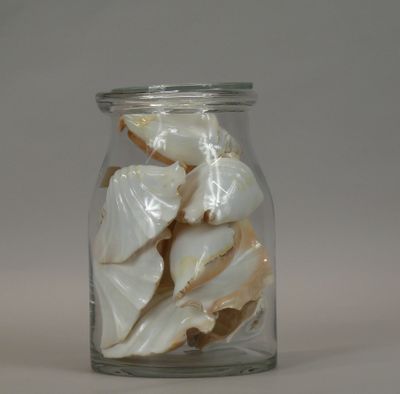 a glass jar with shells in it on a table