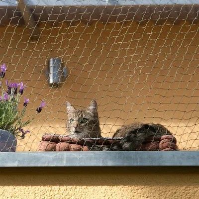 un chat assis sur le rebord d'un immeuble
