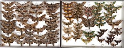 many different kinds of moths displayed in a glass case