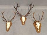 three deer heads mounted on a wall with antlers attached to them