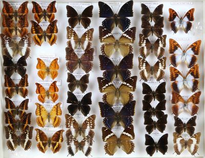 de nombreux types de papillons exposés dans une vitrine