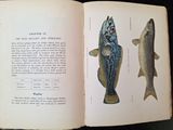 an open book with illustrations of fish on it sitting on a table