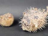two pufferfishs that are sitting next to each other
