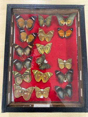 a picture of a display of butterflies in a glass case