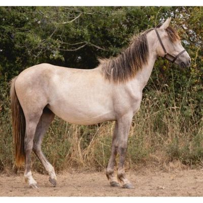 un cheval qui se tient debout dans la terre, près de quelques arbres