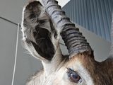 a antelope that is standing in a room