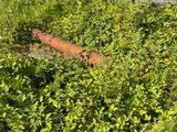a fire hydrant that is in the middle of a field
