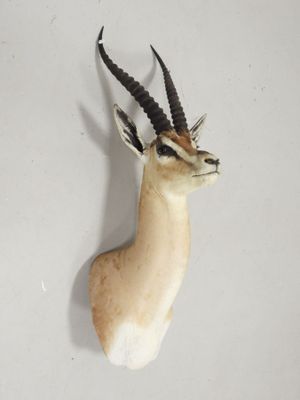 une antilope empaillée accrochée au mur d'une pièce